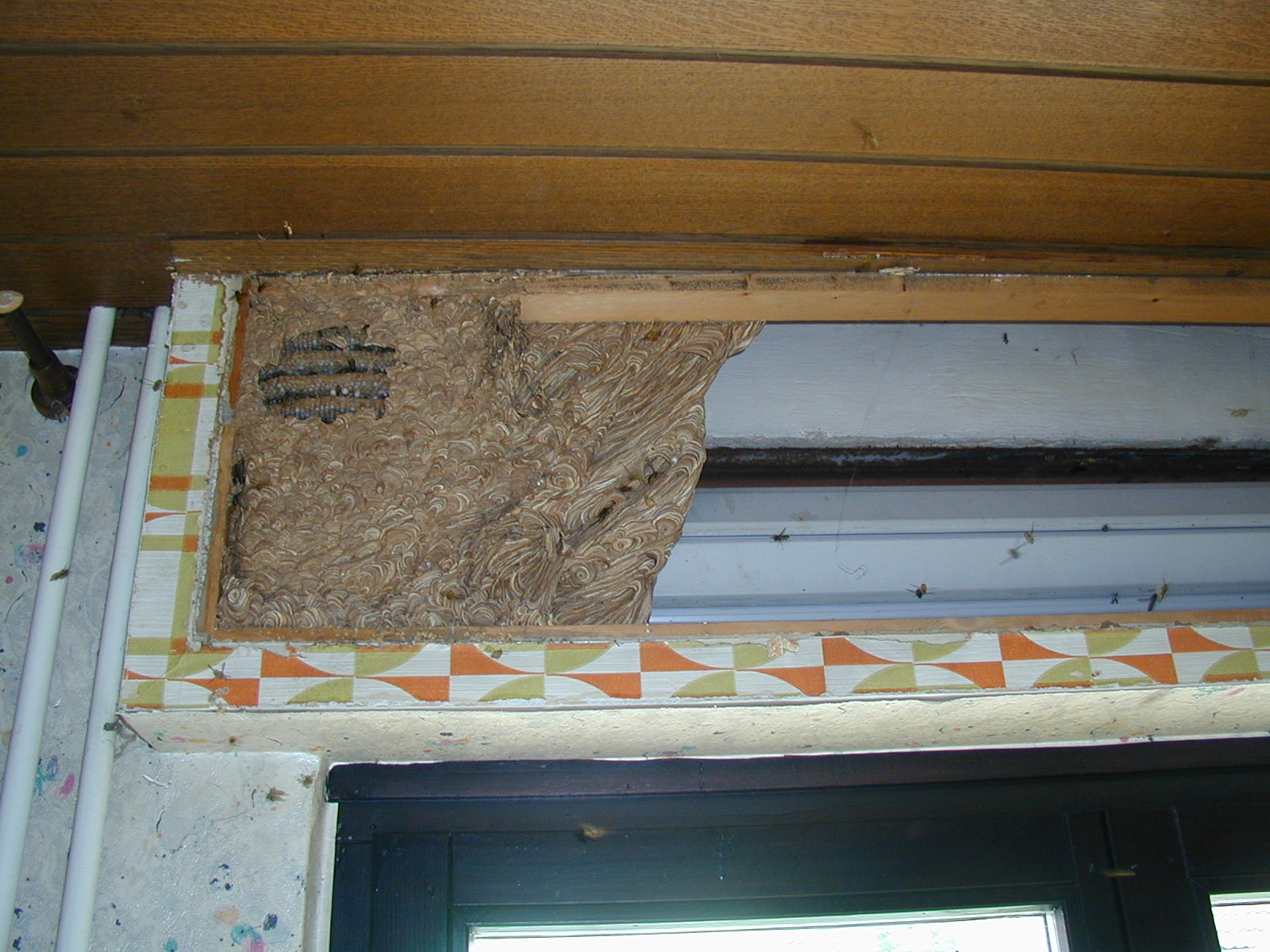 Wie Halte Ich Wespen Vom Rolladenkasten Fern Beratung Telefon